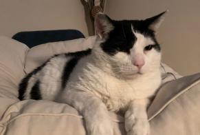 Vermisstmeldung Katze rassenmischung Männliche, 7 jahre Grasse Frankreich