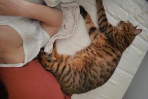 Vermisstmeldung Katze Männliche, 7 jahre Bordeaux Frankreich