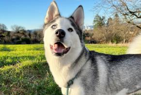 Vermisstmeldung Hund Weiblich, 5 jahre Village-Neuf Frankreich