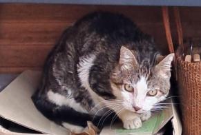Vermisstmeldung Katze rassenmischung Männliche, 14 jahre Aix-en-Provence Frankreich