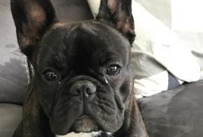 Vermisstmeldung Hund Weiblich, 2 jahre Vignoc Frankreich