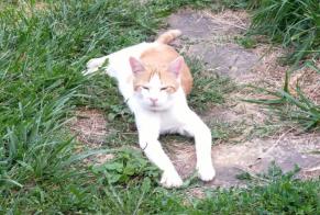 Vermisstmeldung Katze Männliche, 3 jahre Loisia Frankreich