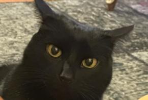 Vermisstmeldung Katze Weiblich, 10 jahre Orthevielle Frankreich