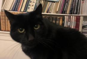 Vermisstmeldung Katze Weiblich, 10 jahre Orthevielle Frankreich