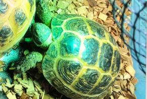 Vermisstmeldung Schildkröte Weiblich , 2026 jahre Châtellerault Frankreich