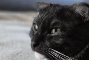 Vermisstmeldung Katze rassenmischung Weiblich , 4 jahre Charvieu-Chavagneux Frankreich