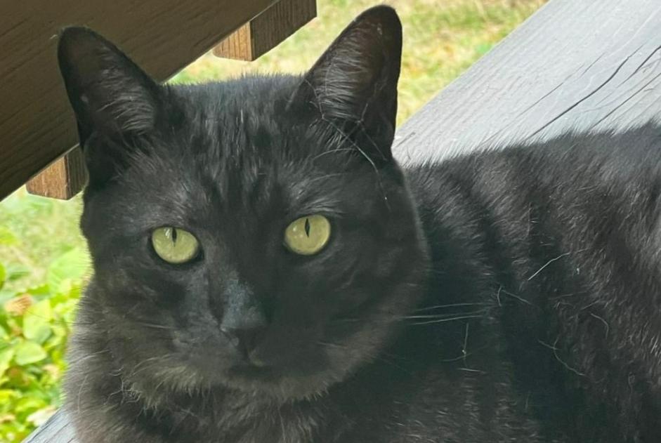 Vermisstmeldung Katze  Männliche , 10 jahre Laconnex Switzerland