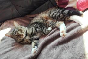 Vermisstmeldung Katze Männliche , 8 jahre Saint-Nazaire Frankreich