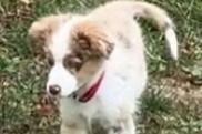 Vermisstmeldung Hund  Weiblich , 1 jahre Belfort Frankreich