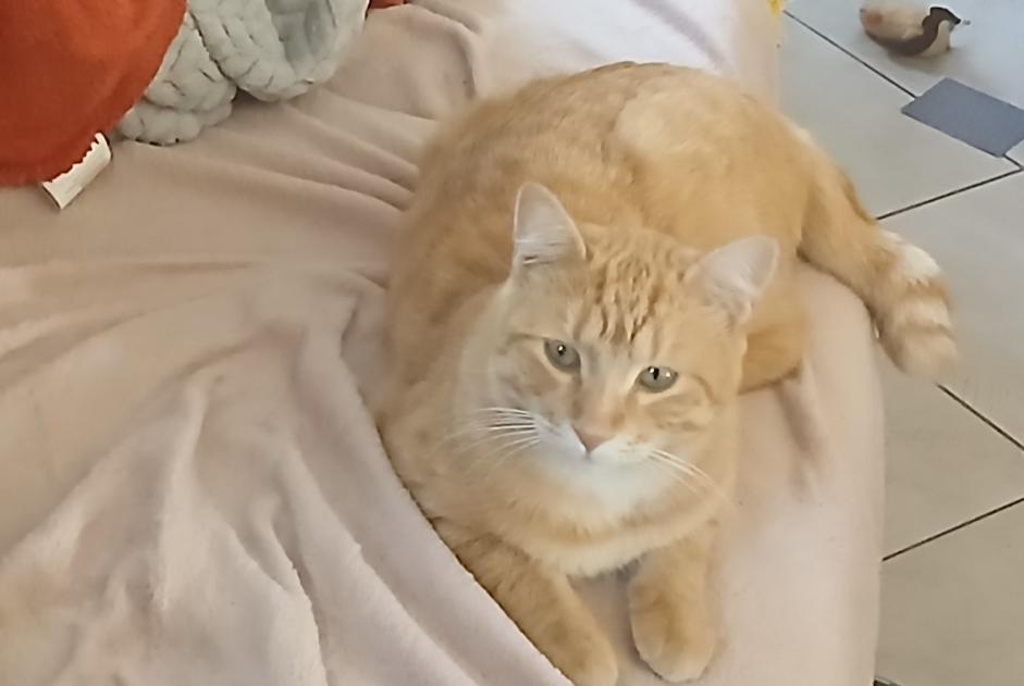Vermisstmeldung Katze rassenmischung Männliche , 2 jahre Lespinasse Frankreich