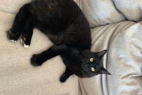 Vermisstmeldung Katze rassenmischung Männliche , 3 jahre Le Port-Marly Frankreich