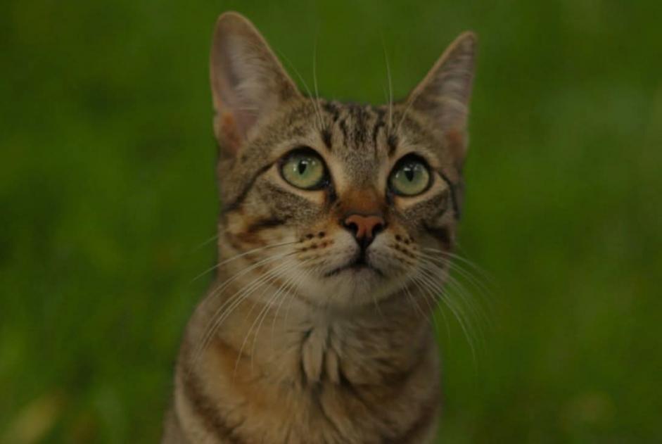 Vermisstmeldung Katze rassenmischung Weiblich , 3 jahre Saint-Étienne-de-Montluc Frankreich