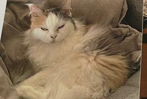 Vermisstmeldung Katze  Weiblich , 12 jahre Bègles Frankreich