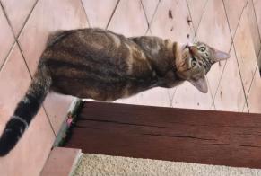 Vermisstmeldung Katze Männliche , 3 jahre Escornebœuf Frankreich