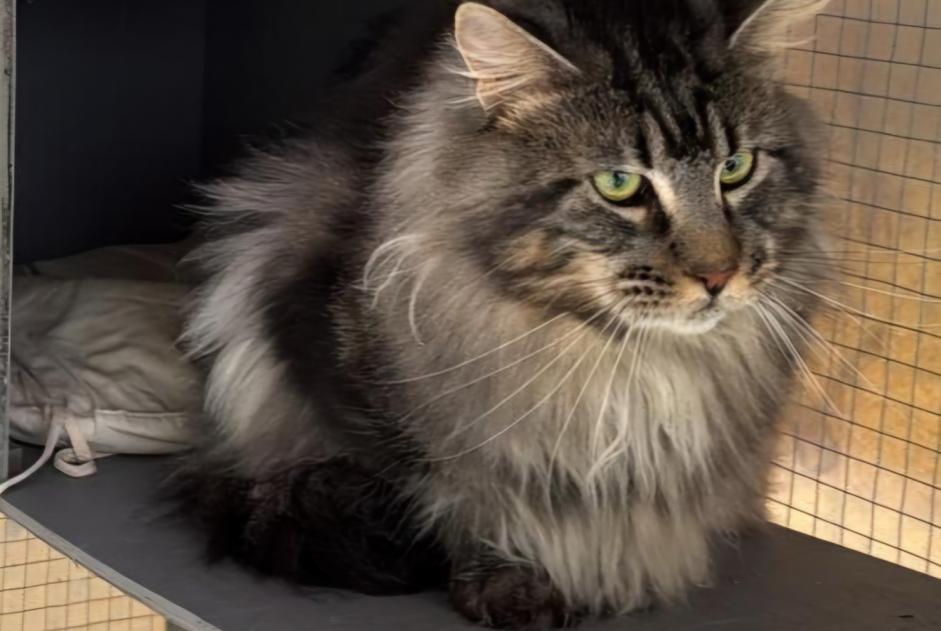 Vermisstmeldung Katze  Männliche , 3 jahre Laigné-Saint-Gervais Frankreich