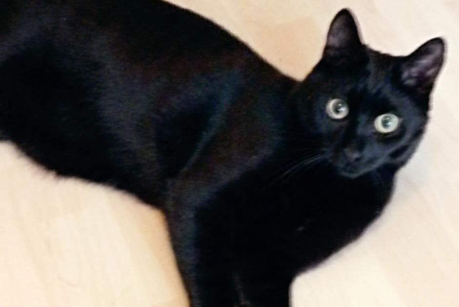 Vermisstmeldung Katze Männliche , 1 jahre Cluny Frankreich
