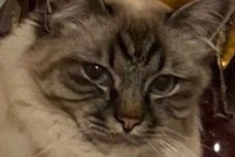 Vermisstmeldung Katze  Männliche , 3 jahre Bougival Frankreich