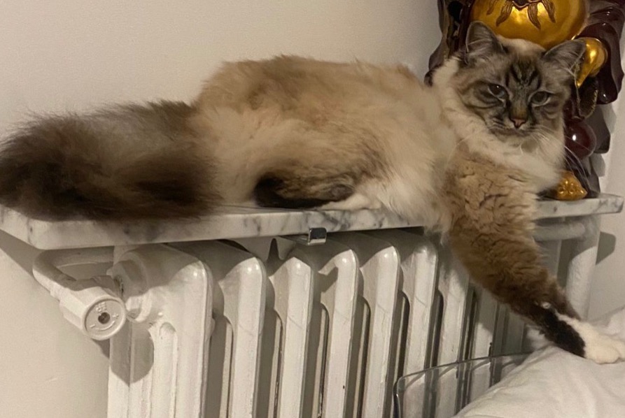 Vermisstmeldung Katze  Männliche , 3 jahre Bougival Frankreich