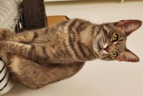 Vermisstmeldung Katze rassenmischung Weiblich , 3 jahre Cézac Frankreich