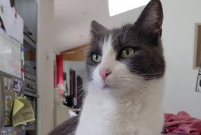 Vermisstmeldung Katze  Männliche , 2 jahre Simiane-Collongue Frankreich