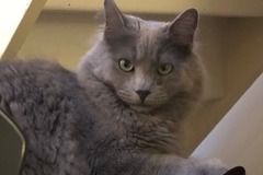 Vermisstmeldung Katze  Männliche , 4 jahre La Chapelle-en-Vexin Frankreich