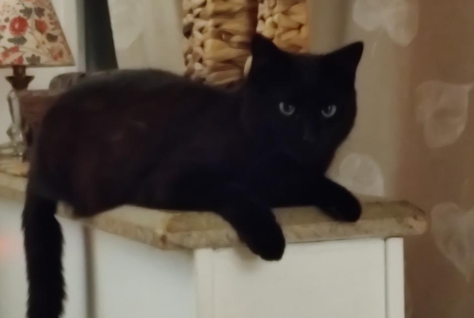 Vermisstmeldung Katze Männliche , 3 jahre Baudemont Frankreich