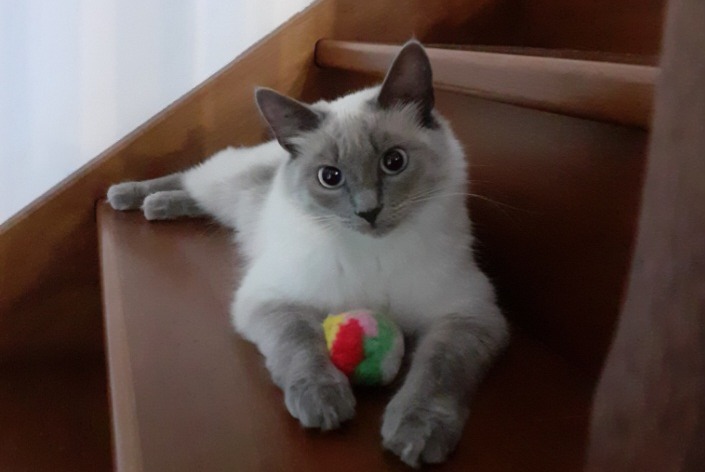 Vermisstmeldung Katze rassenmischung Weiblich , 5 jahre Messanges Frankreich