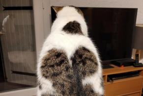 Vermisstmeldung Katze rassenmischung Weiblich , 5 jahre Mouans-Sartoux Frankreich