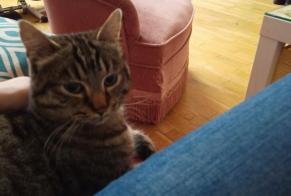 Vermisstmeldung Katze rassenmischung Männliche , 6 jahre Loos Frankreich