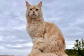 Vermisstmeldung Katze  Männliche , 4 jahre Les Cluses Frankreich