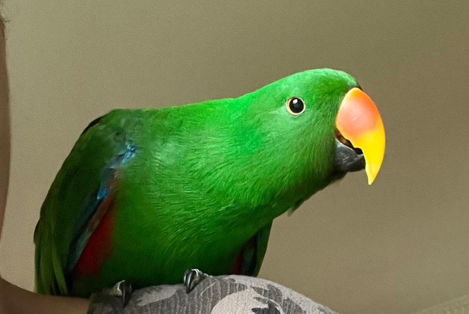 Vermisstmeldung Vogel Männliche , 2026 jahre Folgensbourg Frankreich