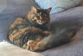 Vermisstmeldung Katze rassenmischung Weiblich , 7 jahre Saint-Pierre-en-Auge Frankreich