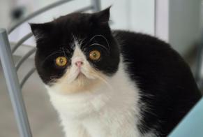 Vermisstmeldung Katze  Männliche , 1 jahre Saint-Chamas Frankreich
