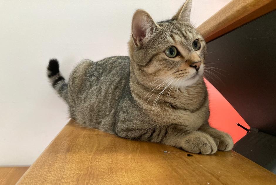 Vermisstmeldung Katze Männliche , 4 jahre Betton Frankreich