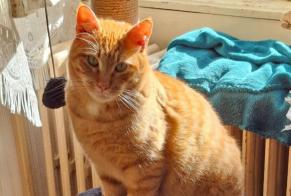 Vermisstmeldung Katze  Männliche , 3 jahre Clamecy Frankreich