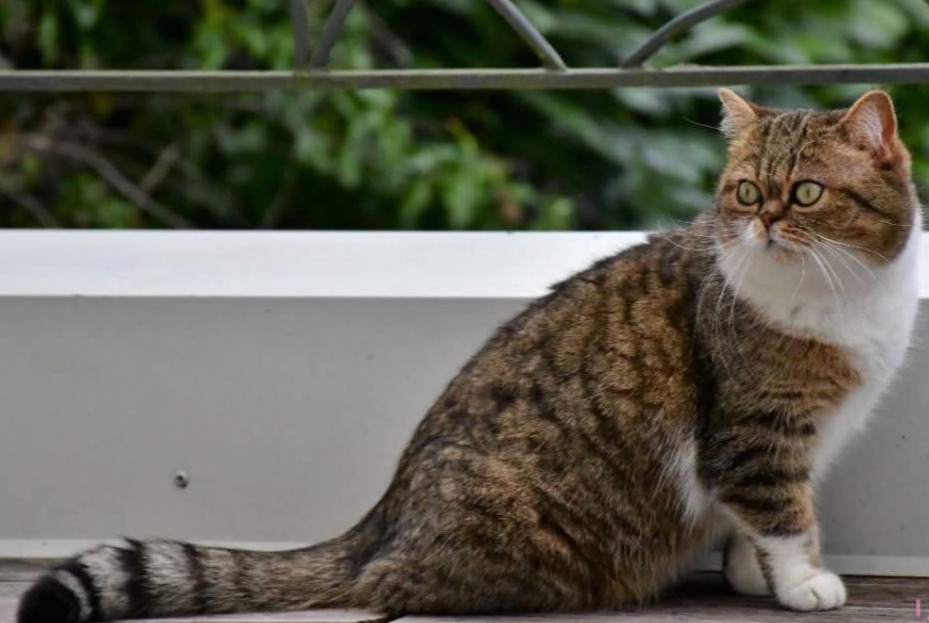 Vermisstmeldung Katze rassenmischung Weiblich , 11 jahre Nancy Frankreich