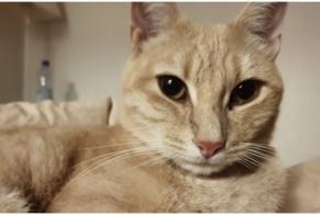 Vermisstmeldung Katze  Männliche , 10 jahre Gaillard Frankreich