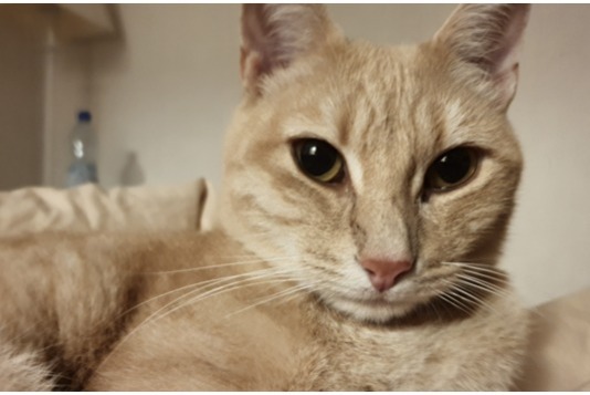 Vermisstmeldung Katze  Männliche , 10 jahre Gaillard Frankreich