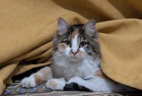 Vermisstmeldung Katze Weiblich , 1 jahre Le Mans Frankreich