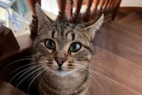 Vermisstmeldung Katze  Weiblich , 3 jahre Orvilliers Frankreich