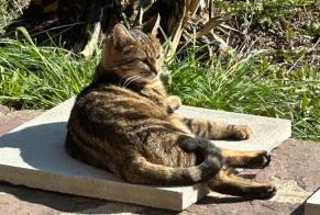 Vermisstmeldung Katze  Weiblich , 3 jahre Orvilliers Frankreich