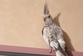Vermisstmeldung Vogel Weiblich , 2026 jahre La Queue-en-Brie Frankreich