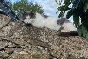 Vermisstmeldung Katze Weiblich , 7 jahre Orvault Frankreich