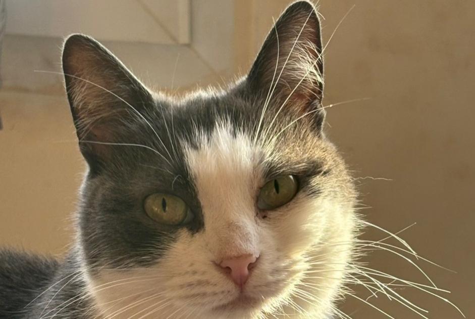 Vermisstmeldung Katze Weiblich , 7 jahre Orvault Frankreich