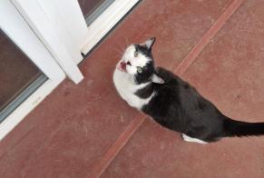 Vermisstmeldung Katze  Männliche , 9 jahre Vandœuvre-lès-Nancy Frankreich