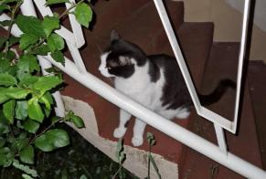 Vermisstmeldung Katze  Männliche , 9 jahre Vandœuvre-lès-Nancy Frankreich