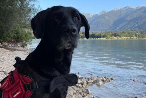 Vermisstmeldung Hund  Weiblich , 12 jahre Plourin Frankreich