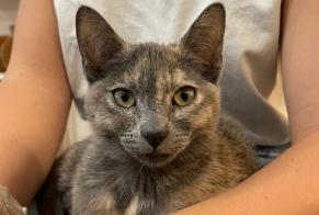 Vermisstmeldung Katze  Weiblich , 1 jahre Decazeville Frankreich
