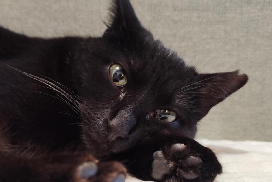 Vermisstmeldung Katze Weiblich , 2 jahre Fleurance Frankreich