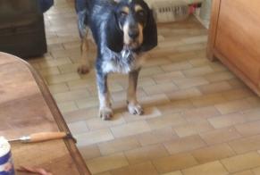 Vermisstmeldung Hund  Männliche , 2 jahre Quillan Frankreich